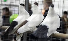 В Макеевке на этой неделе пройдёт выставка голубей